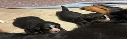 Bernese Mountain Dog dogs for sale: KC Registered Bernese Maountain Dog Puppies - Advert 5