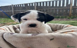 Mixed Breed dogs for sale: long haired Boxapoints - Image 17