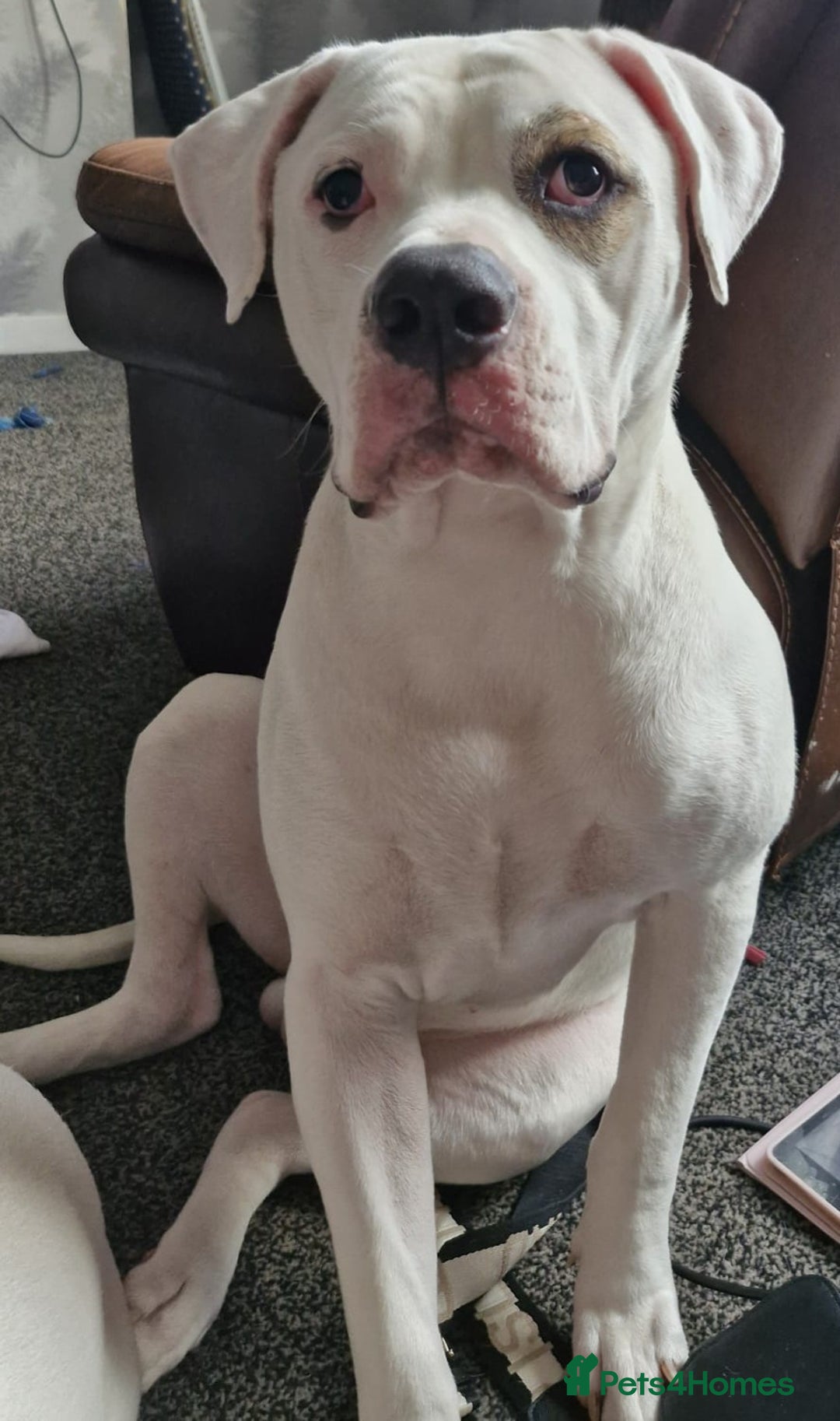 American Bulldog dogs for sale: 11 month old male american bulldog  - Image 4