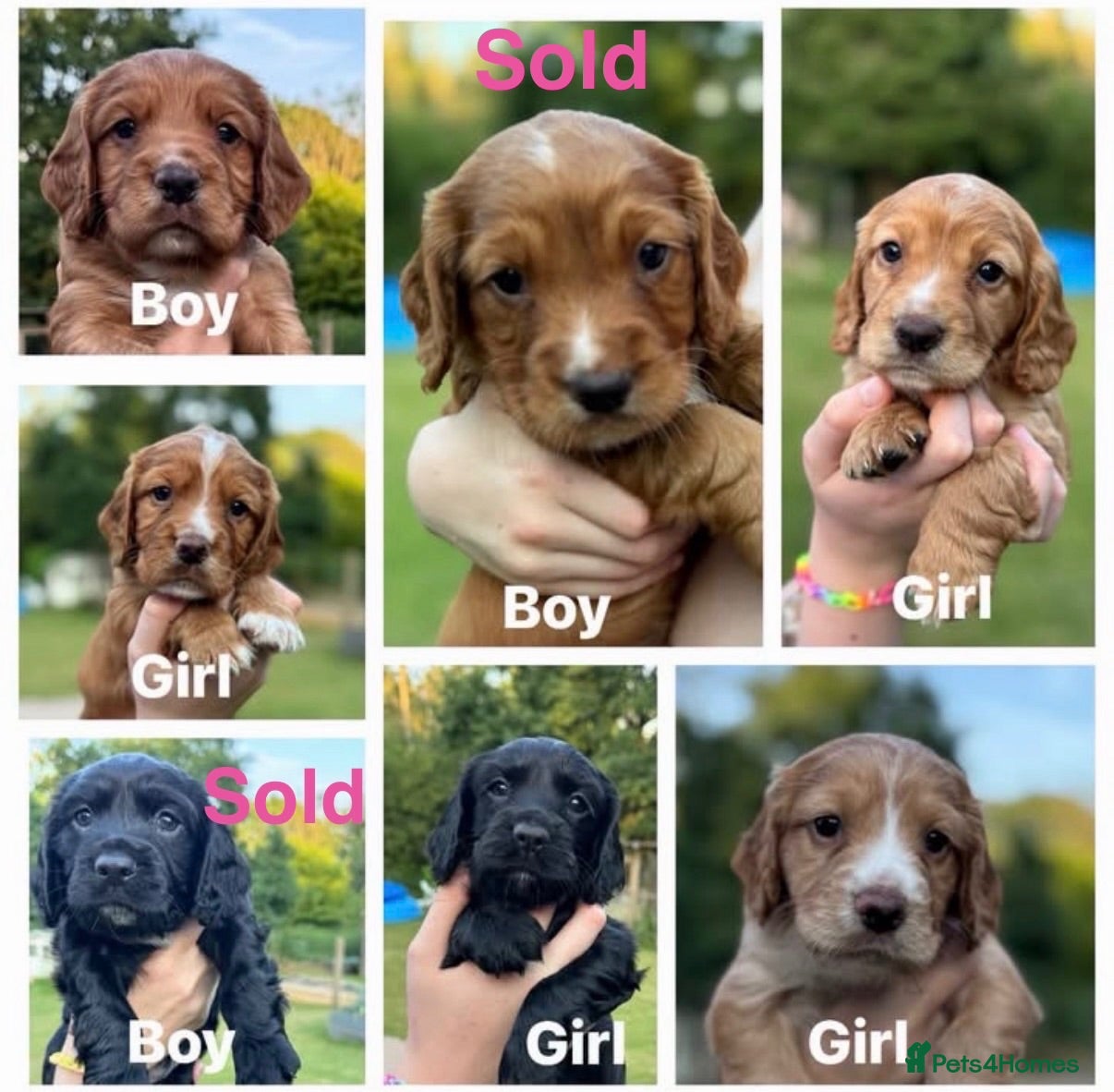 Sprocker dogs 5 beautiful Sprockers ❤️ - Advert 7