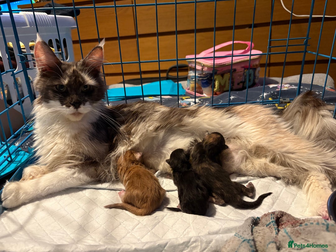 Maine Coon cats for sale: Perfect red cream boy  - Image 14