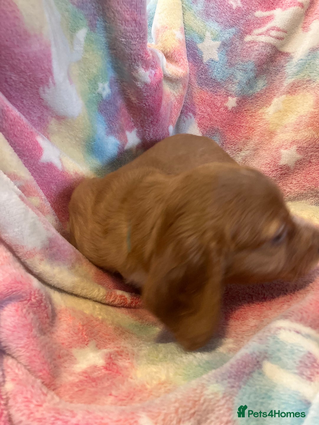Cocker Spaniel dogs for sale: Working Cocker spaniel puppies - Image 13