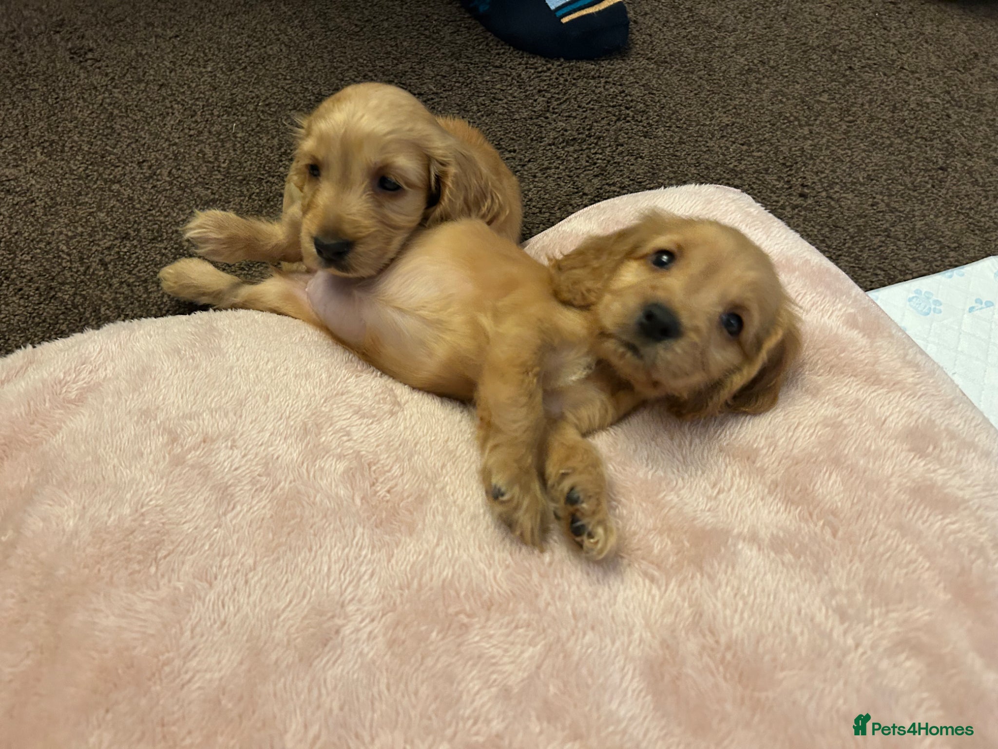 Cocker Spaniel dogs for sale: Golden show type cocker Spaniels - Advert 4