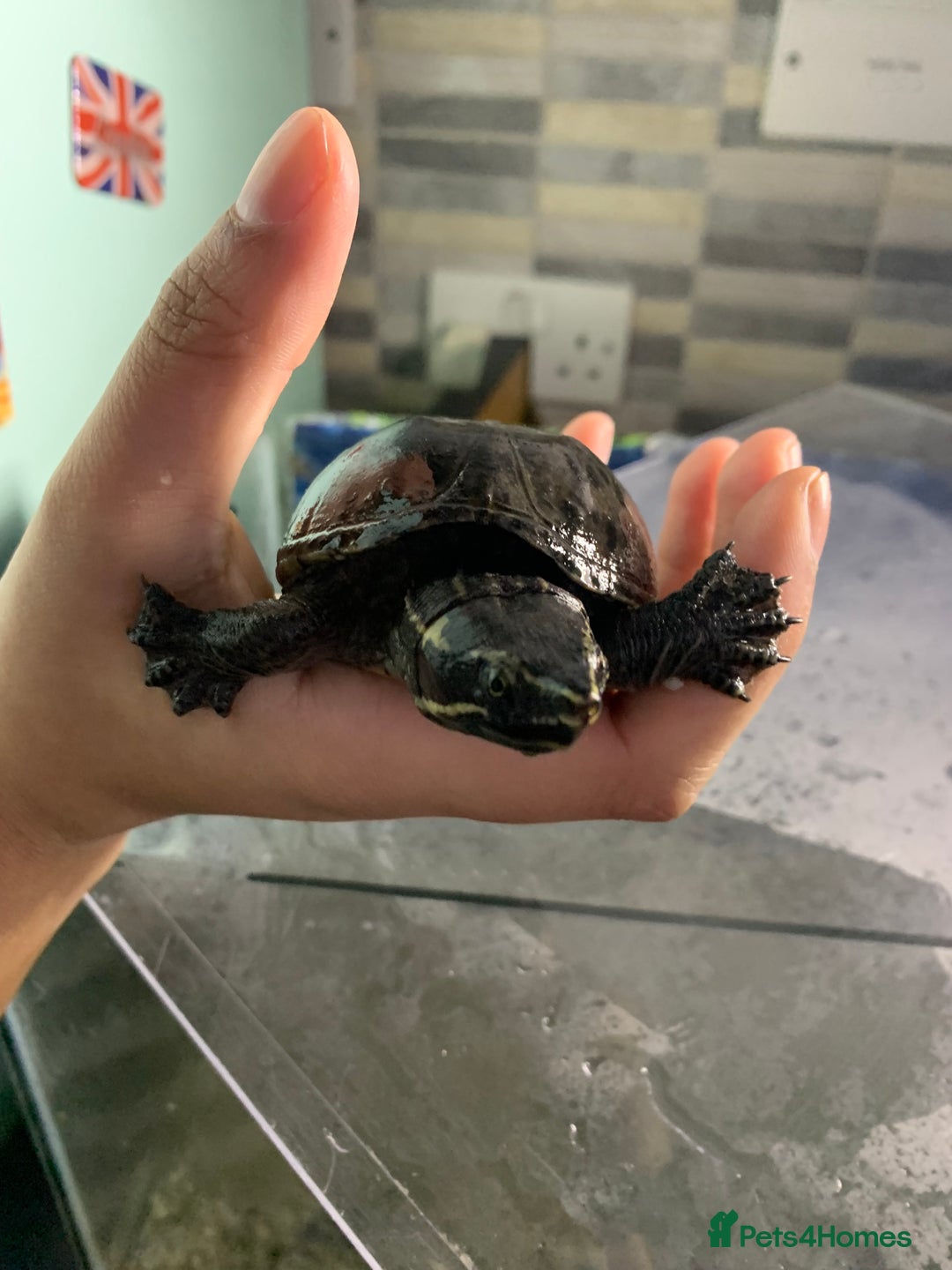 Terrapin reptiles for sale: A pair of Musk turtles  - Advert 6