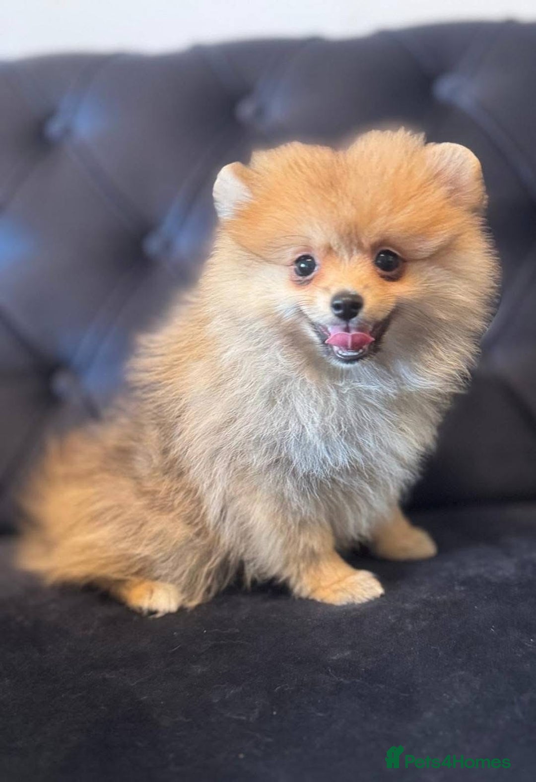 Pomeranian dogs for sale: Beautiful Pomeranian girls  - Image 3