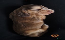 Cocker Spaniel dogs for sale: Charming English Show Cocker Spaniel Puppies  - Advert 16