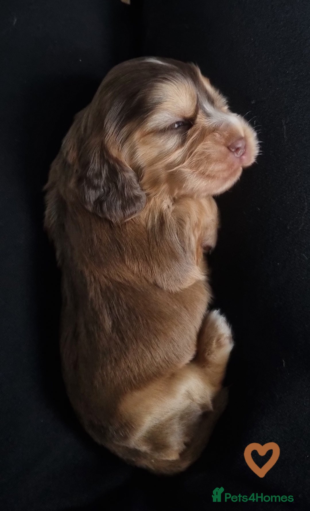 Cocker Spaniel dogs for sale: Charming English Show Cocker Spaniel Puppies  - Advert 16