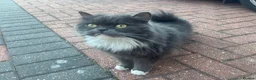 British Longhair cats for sale: Two British Blue longhair siblings - Advert 2