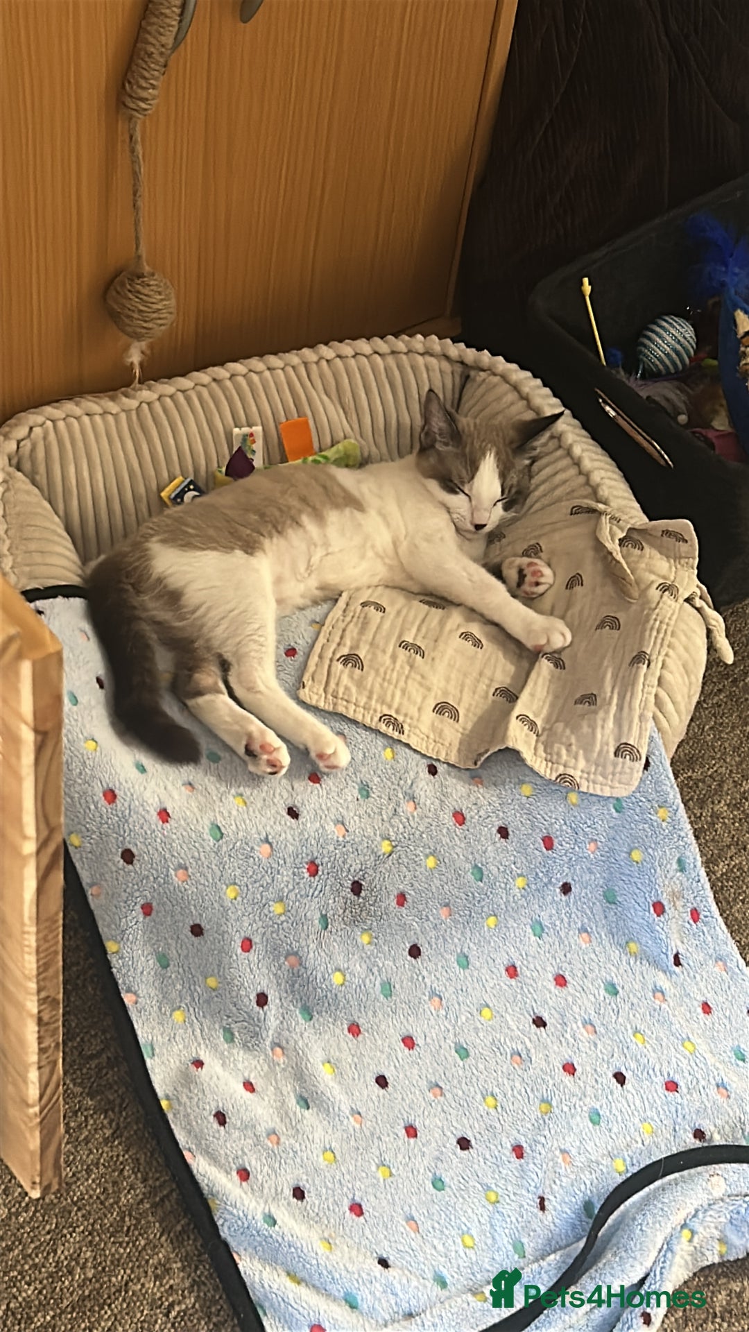 Ragdoll cats for sale: Ragdoll X 15 week kitten for rehoming  - Image 3