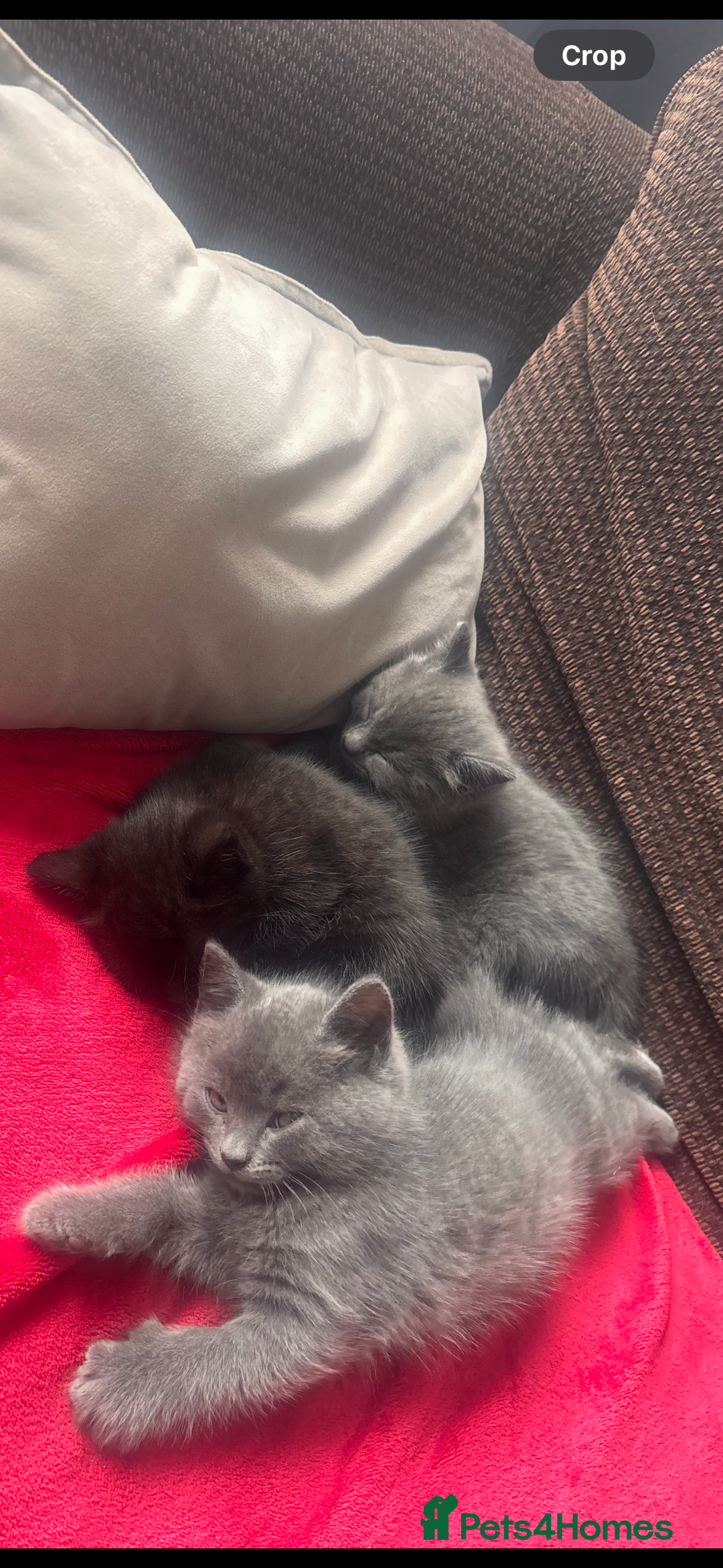 Domestic Shorthair cats for sale: 4 beautiful kittens for sale  - Advert 4
