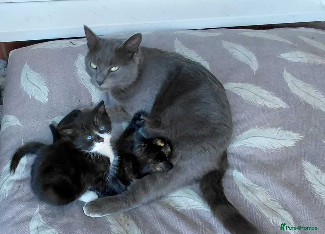 British Shorthair cats for sale: Gorgeous Kittens for sale - Advert 2