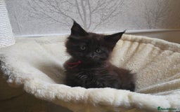Maine Coon cats for sale: Maine Coon Kittens Polydactyl Russian line - Image 27