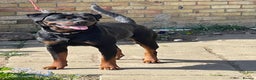 Rottweiler dogs for sale: ETTA'S PUPS COMING SOON!  - Advert 13