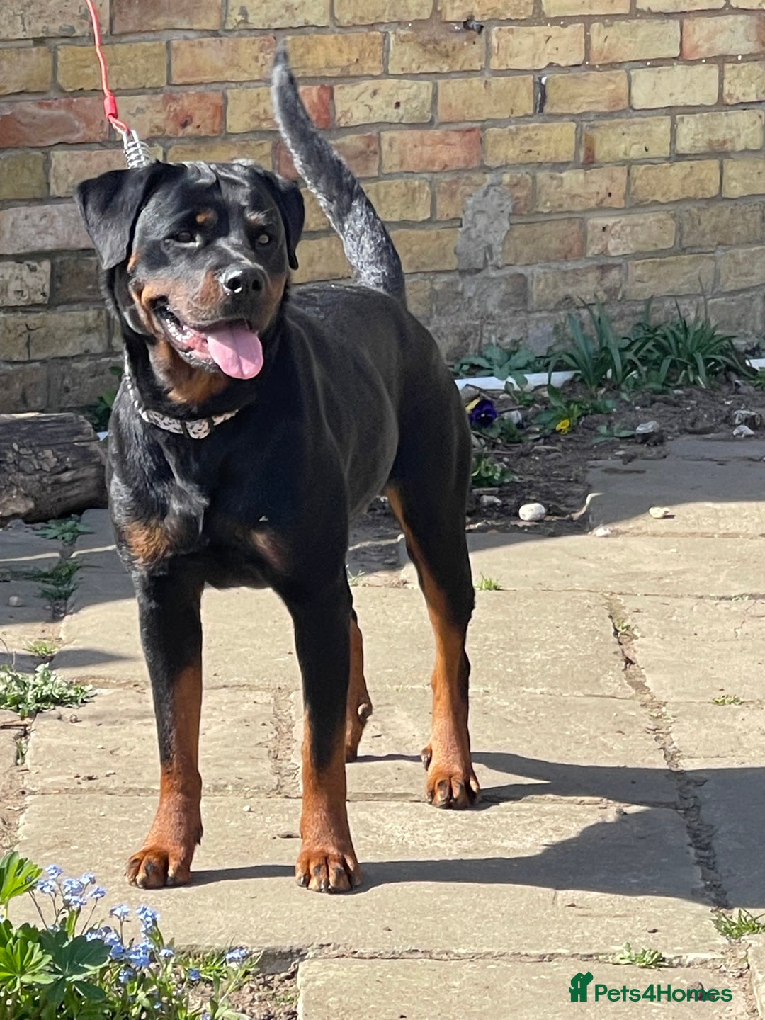 Rottweiler dogs for sale: ETTA'S PUPS COMING SOON!  - Advert 13