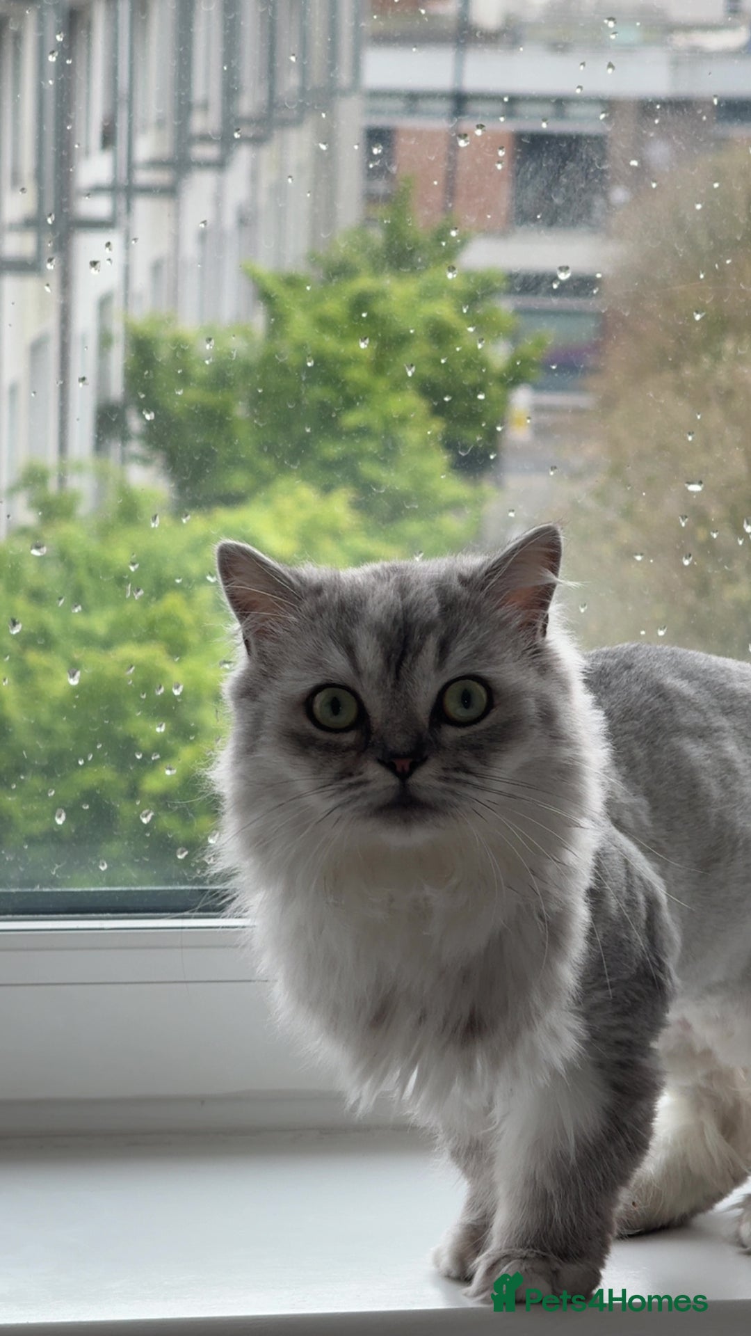 Scottish Fold cats for sale: Scottish fold short hair male  - Advert 4