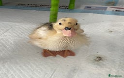 Ducks poultry for sale: Call duck  - Image 2