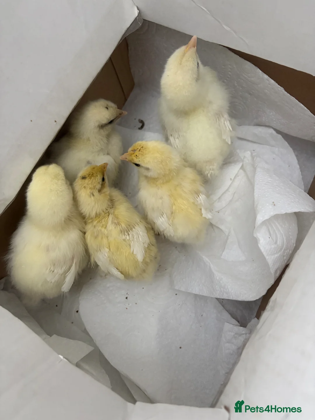 Chickens poultry for sale: 1 week old mix breed chicks  - Advert 2