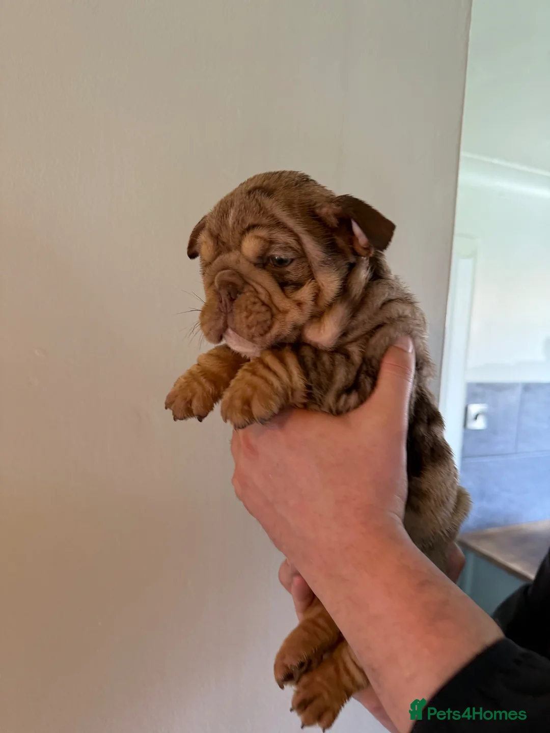 English Bulldog dogs for sale: English bulldog boy chocolate Merle  in Newton Aycliffe - Advert 2