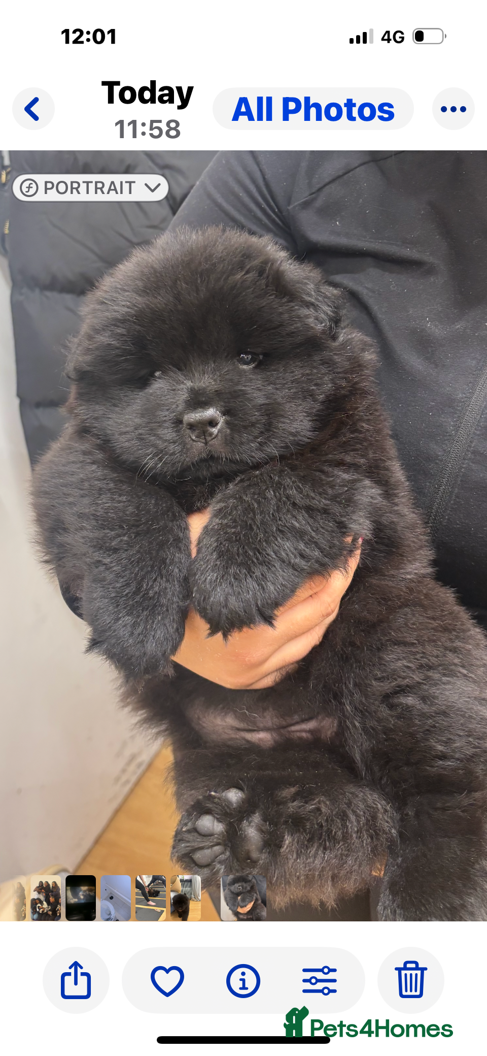 Chow Chow dogs Chow chow pups SMOOTH and FlUFFY coats  - Advert 1