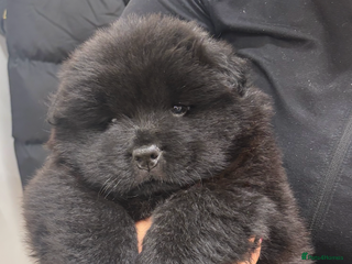 Chow Chow dogs Chow chow pups SMOOTH and FlUFFY coats - Advert 10