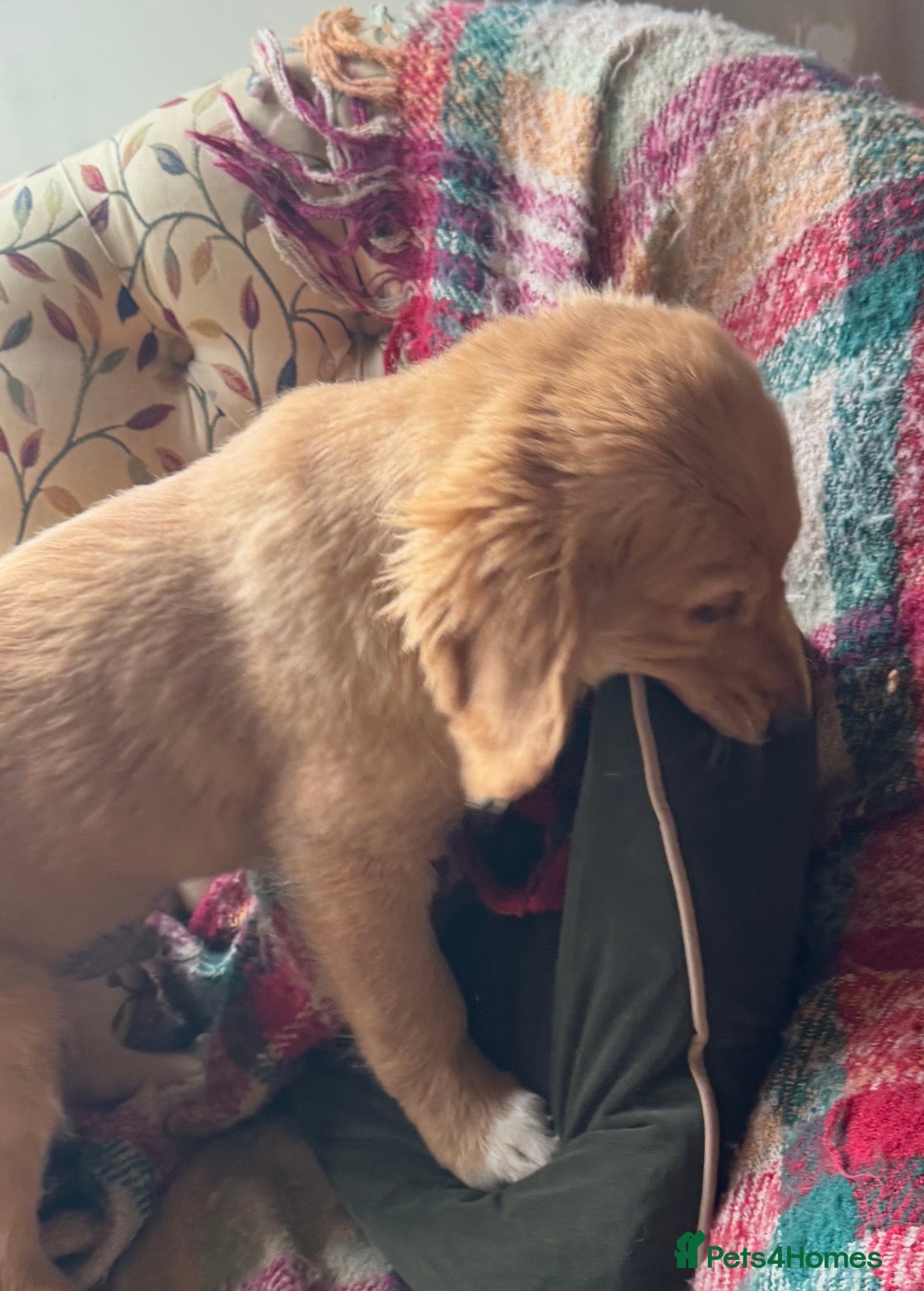 Golden Retriever dogs Health checked vaccinated Puppies - Advert 2