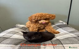 British Shorthair cats for sale: British blue short hair/crossed  - Image 10