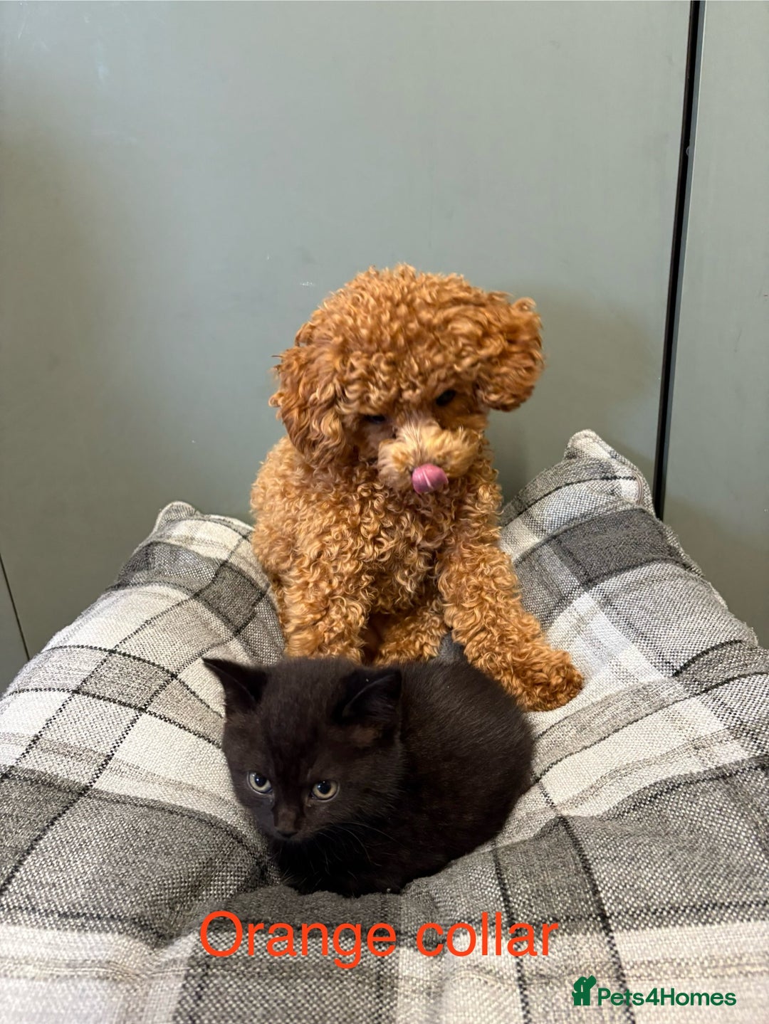 British Shorthair cats for sale: British blue short hair/crossed  - Image 10