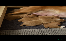 Cocker Spaniel dogs for sale: Working cocker spaniel boy - Image 19