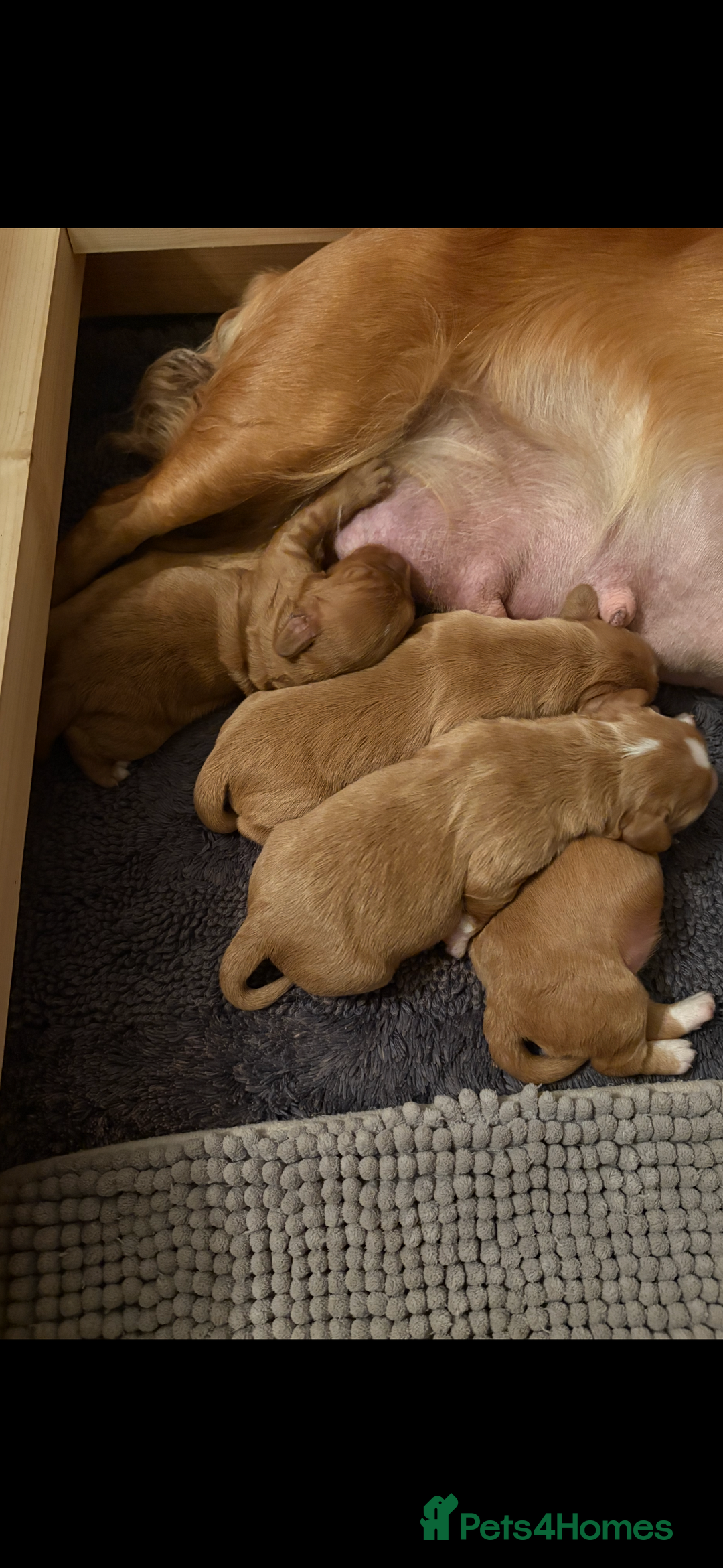 Cocker Spaniel dogs for sale: Working cocker spaniel boy - Image 19
