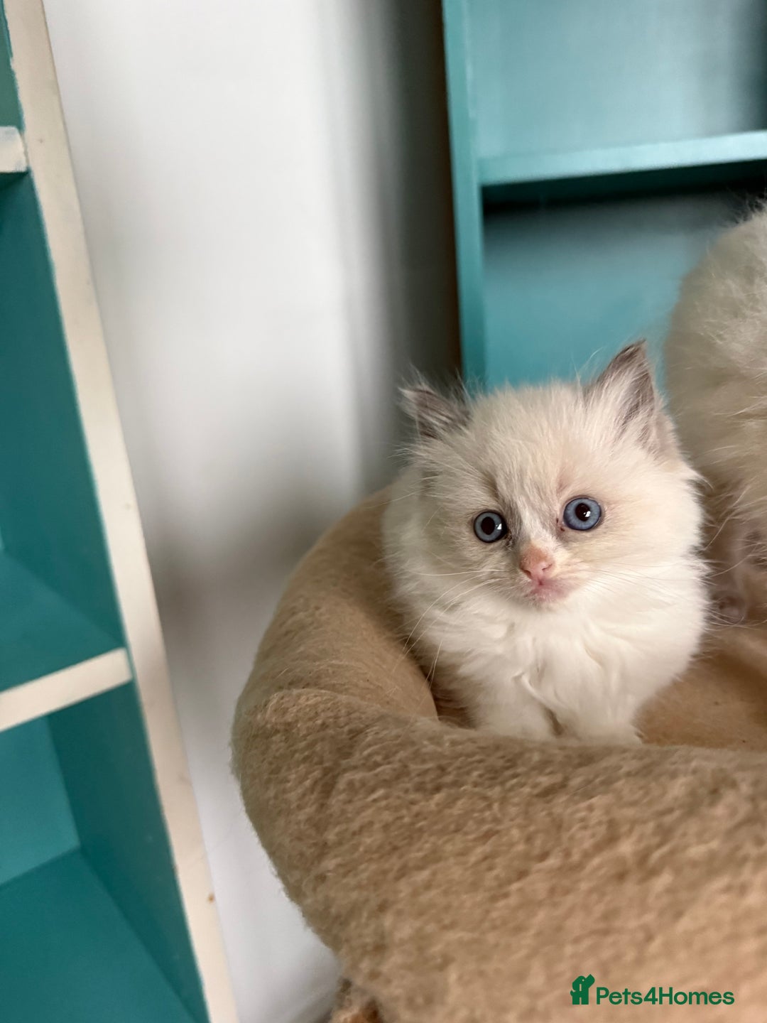 Ragdoll cats for sale: 📍1 FEMALE LEFT!🍼GCCF REGISTERED🐾 - Advert 4