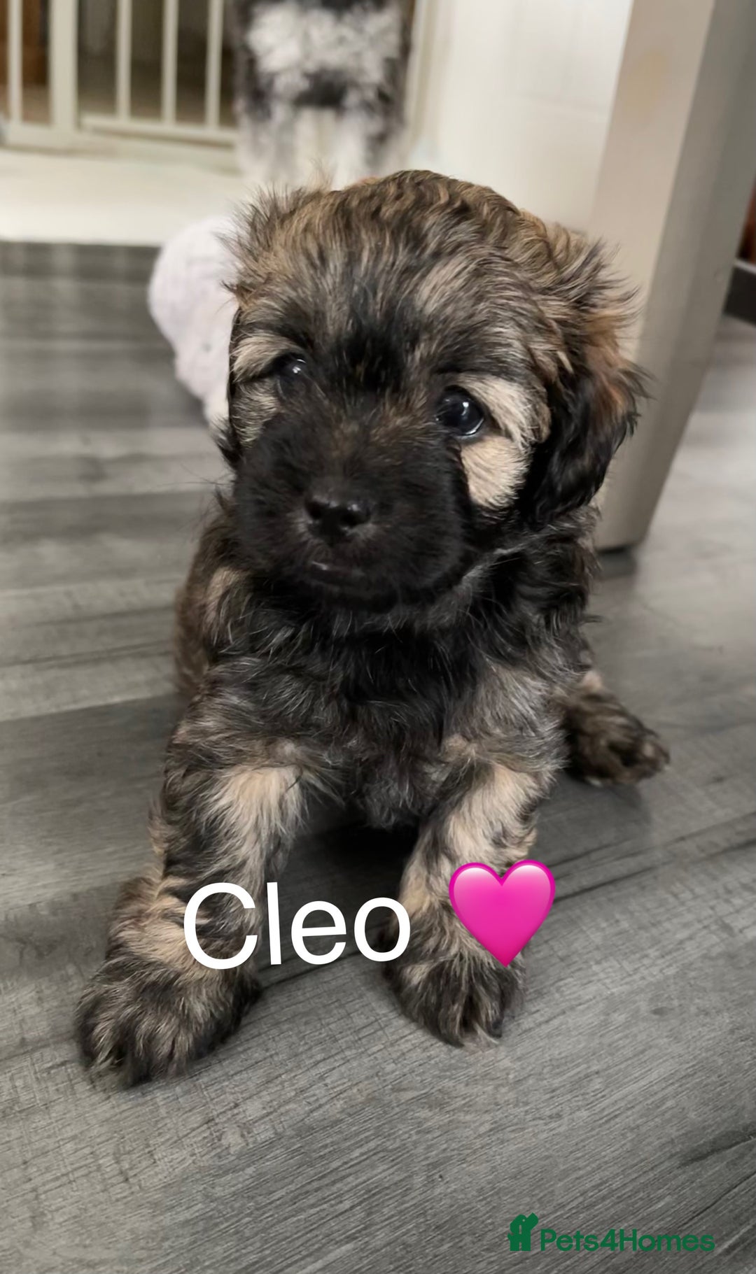 Mixed Breed dogs for sale: 3 Beautiful Shih Tzu x Toy poodle  - Advert 11