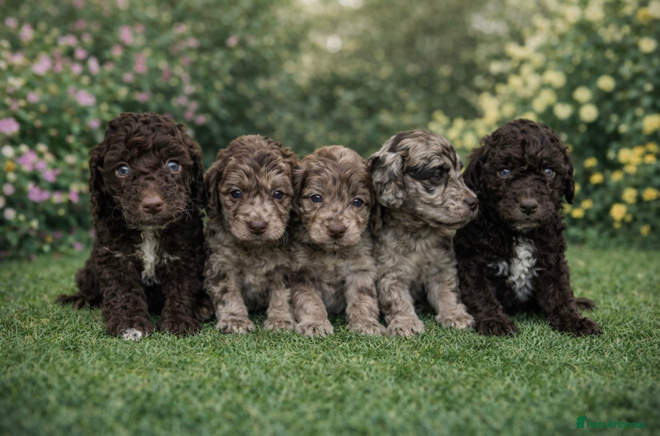 Cockapoo dogs Stunning cockapoos - Advert 1