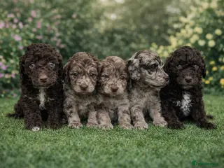 Cockapoo dogs Stunning cockapoos - Advert 1