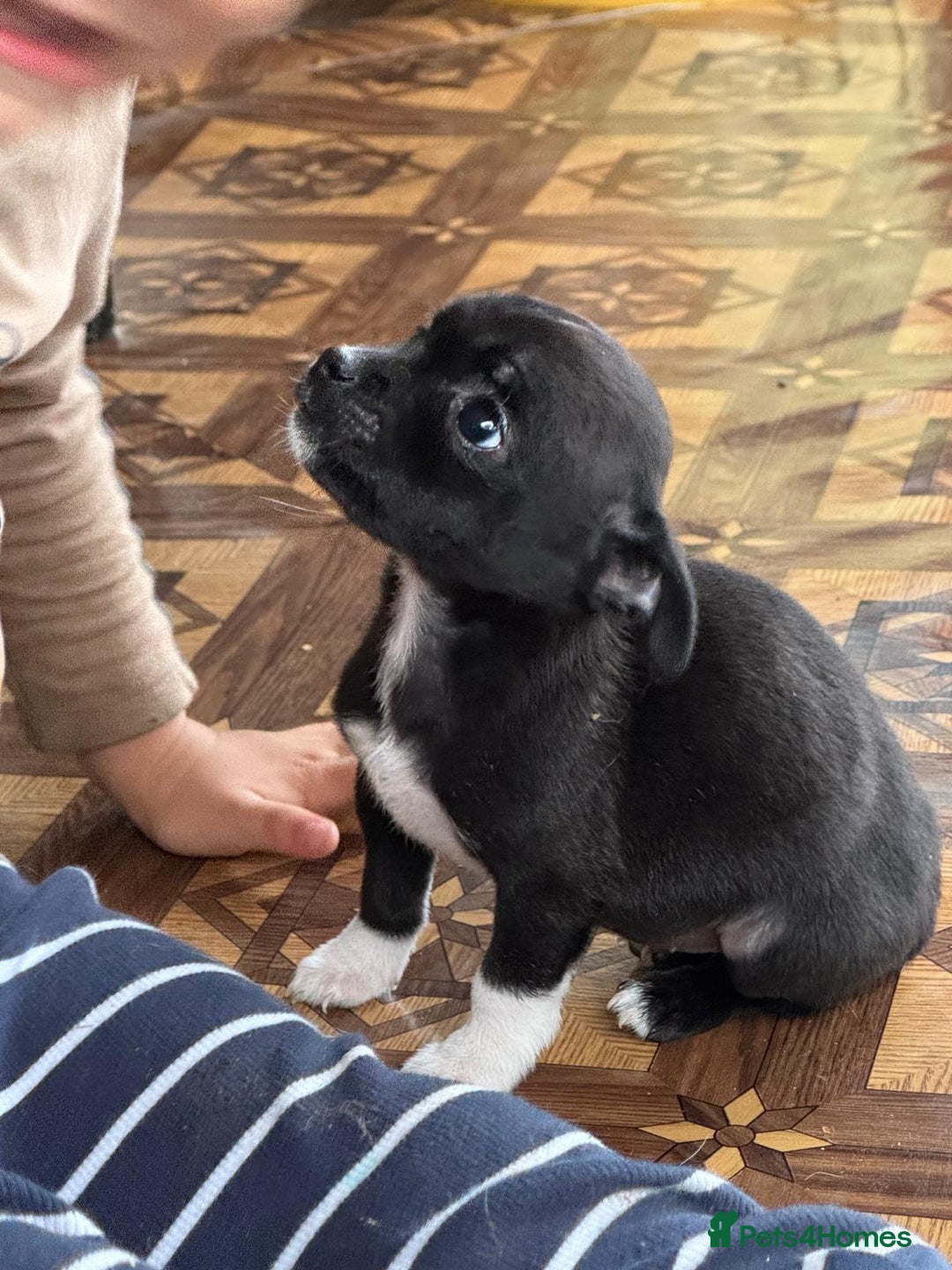 Mixed Breed dogs for adoption: FLORA - a Lovely tiny puppy girl for a Loving Home - Advert 3
