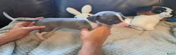 Italian Greyhound dogs for sale: KC registered Italian greyhound puppies 1 boy left - Advert 18