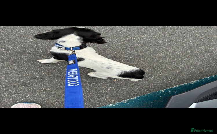 English Springer Spaniel dogs - Advert 15