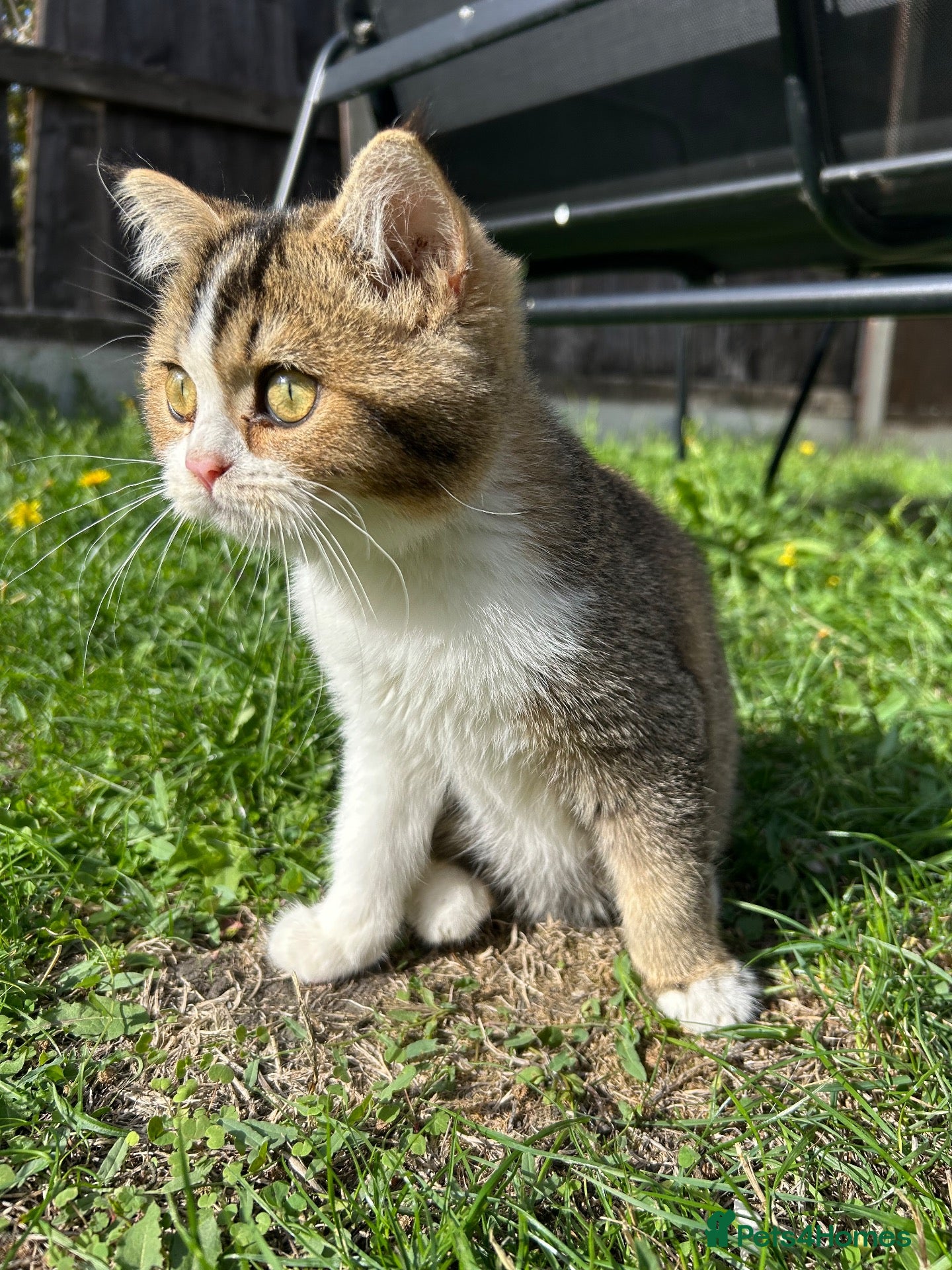 Scottish Fold cats SCOTTISH STRAIGHT KITTENS JUST 1 LEFT🐈‼️ - Advert 14