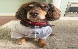 Cocker Spaniel dogs for stud: PROVEN KC REGISTERED Cocker Spaniel for Stud in Tadworth - Image 7