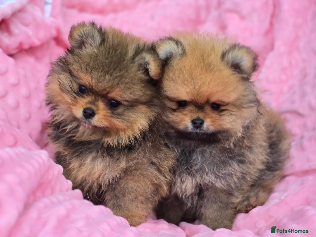 Pomeranian dogs for sale: Tiny Teddy Bear Pomeranians - Image 5