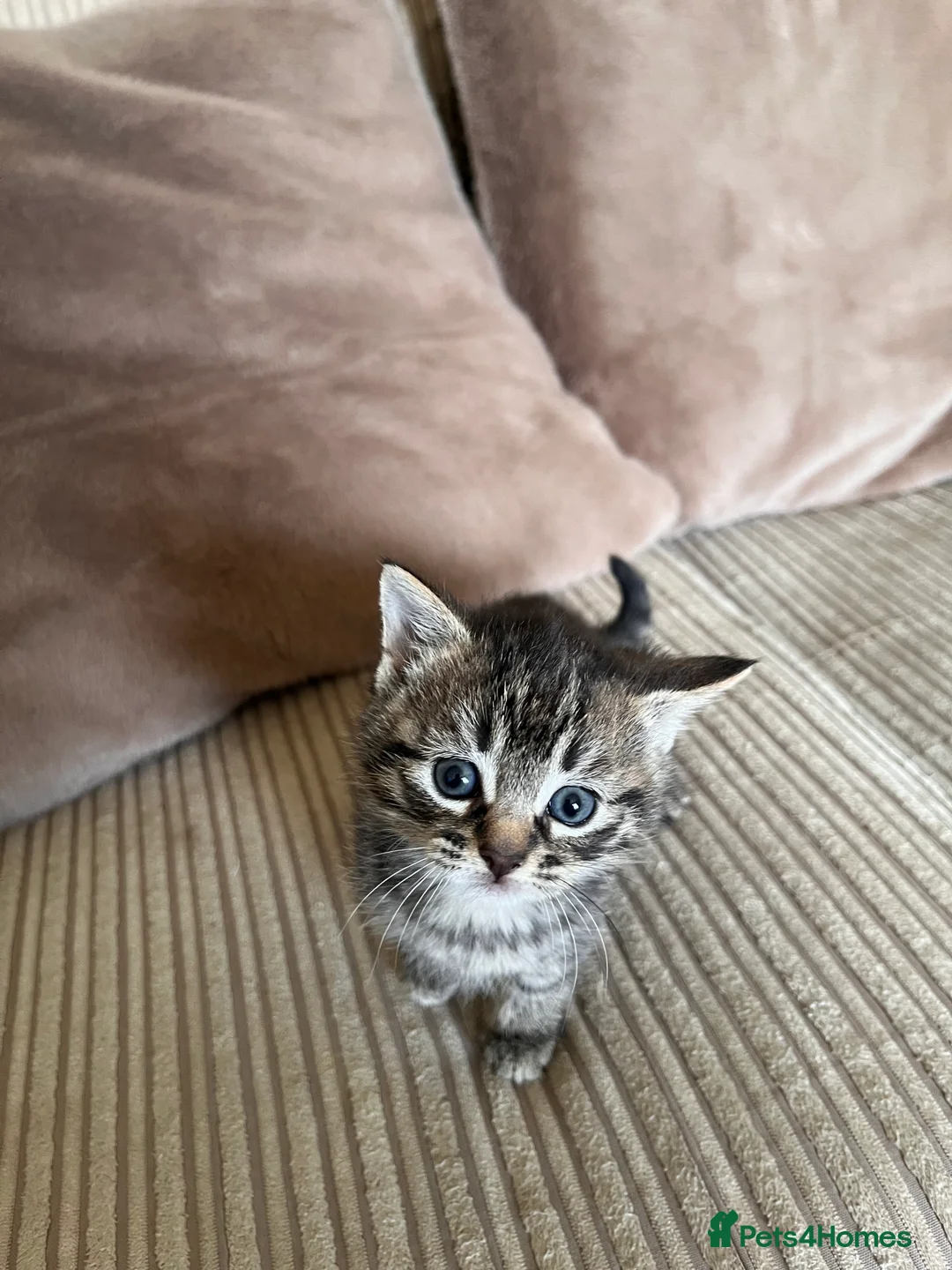 Mixed Breed cats for sale: Grey and black striped kittens For Sale - Advert 15