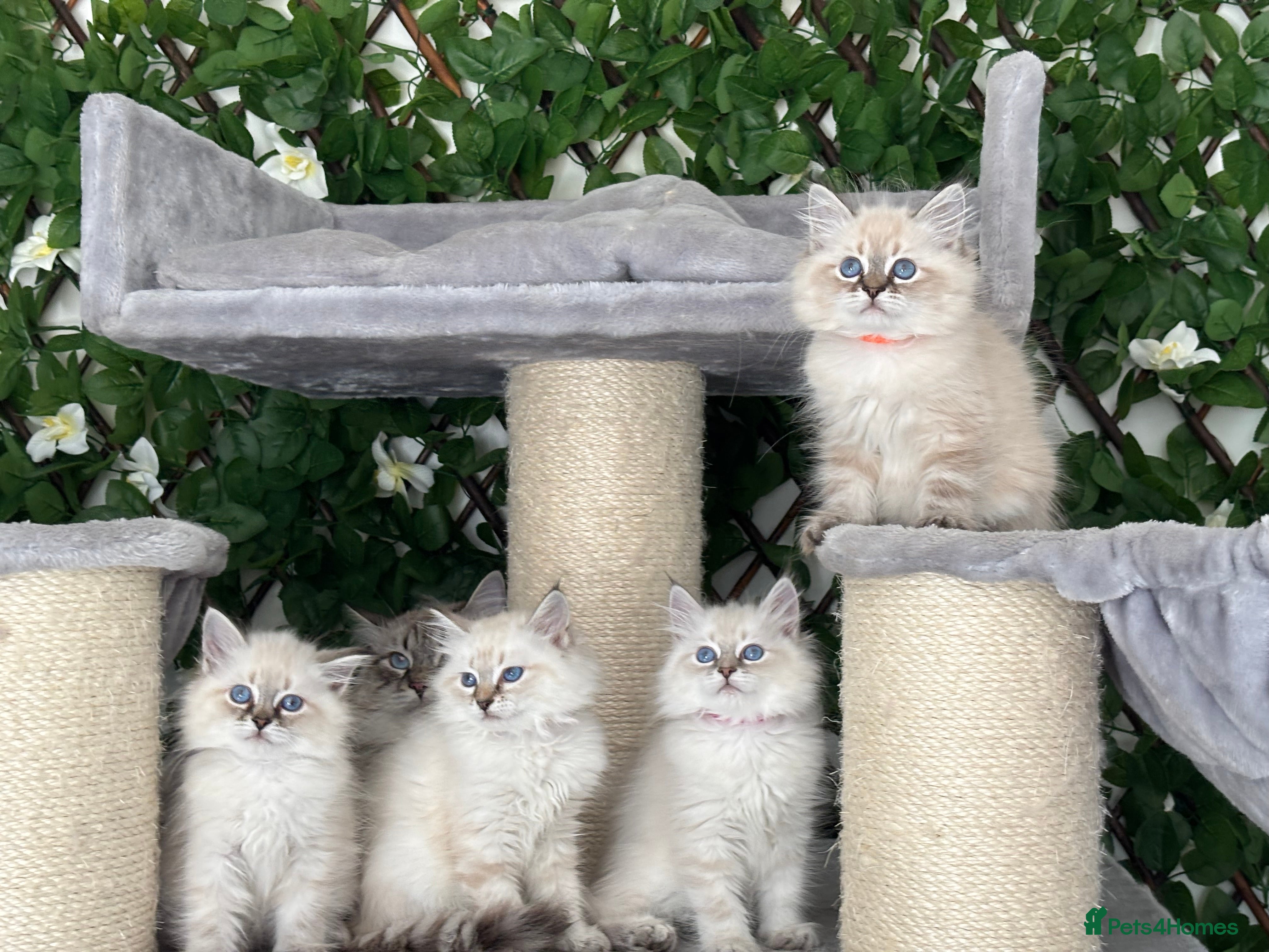 Siberian cats ✅3 WEEKS OLD BABIES AVAILABLE✅ - Advert 3