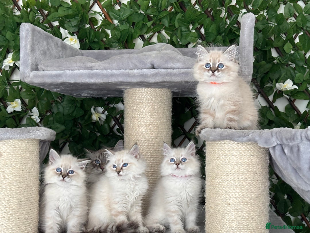 Siberian cats for sale: ✅3 WEEKS OLD BABIES AVAILABLE✅ - Advert 1