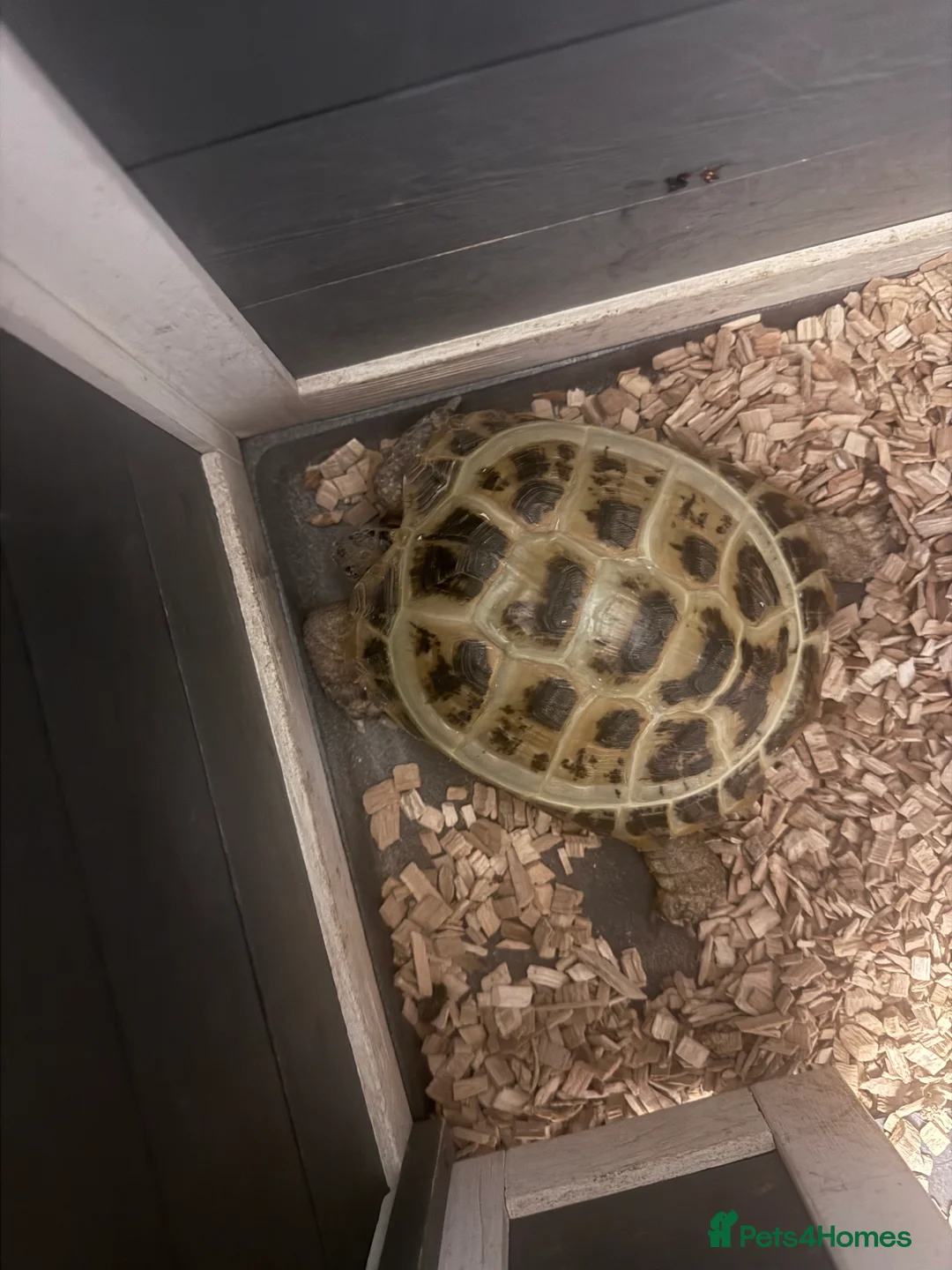Hermann Tortoise reptiles for sale: Herman tortoise with full set up  - Advert 2