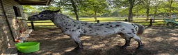 Appaloosa horses for sale: 13,2 ride and drive  in Ascot - Advert 4