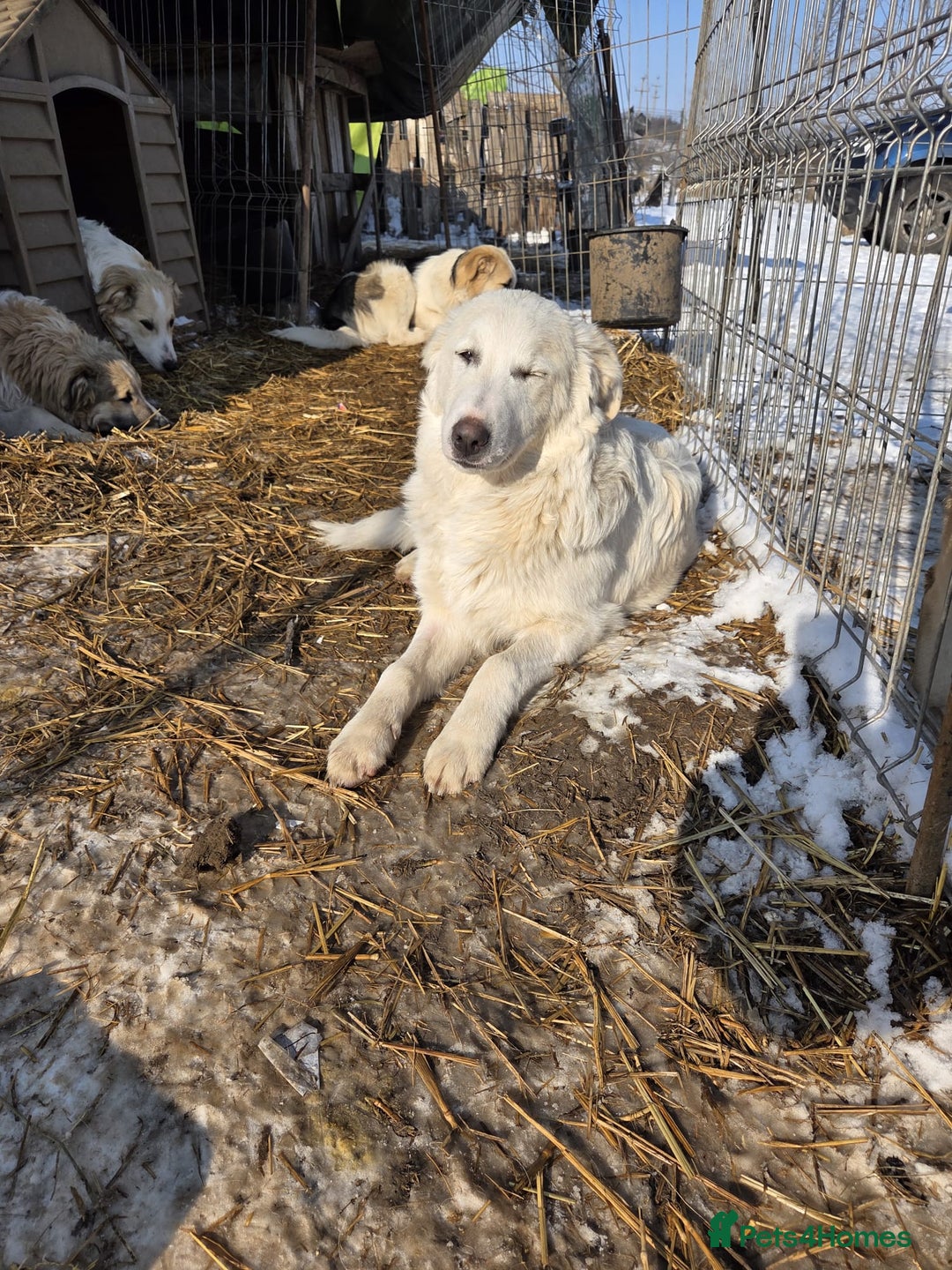 Mixed Breed dogs for adoption: 🐾 Meet BOBBY – Gentle Soul with a Quiet Heart🤍🐶 - Advert 4