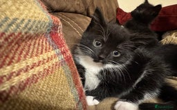 Mixed Breed cats for sale: Kittens for sale - ONLY 2 BLACK MALES REMAINING - Image 3