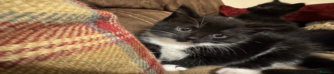 Mixed Breed Kitten 4