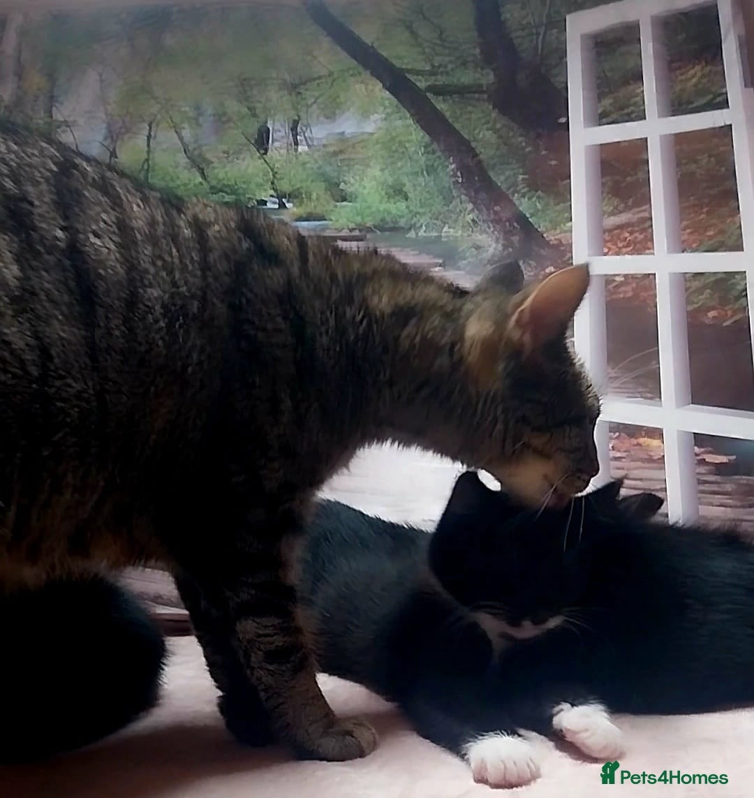 Mixed Breed cats for sale: Adorable kittens looking for a loving home - Advert 9