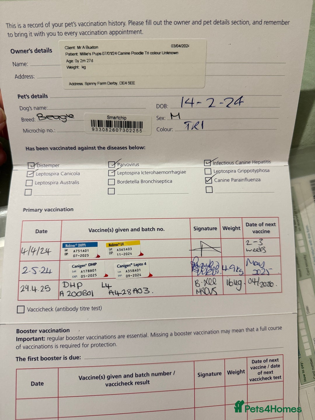 Beagle dogs for sale: Beagle  - Advert 3