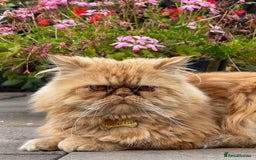 Persian cats for sale: Pedigree Persian Kittens - Two Beautiful Girls - Image 6